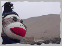 Sock Monkey Fun! Monkeys in the Wild